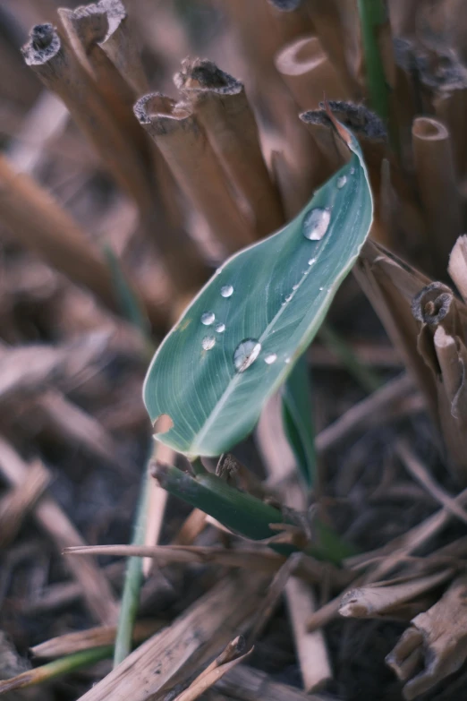 a group of stems with little leaves and drops