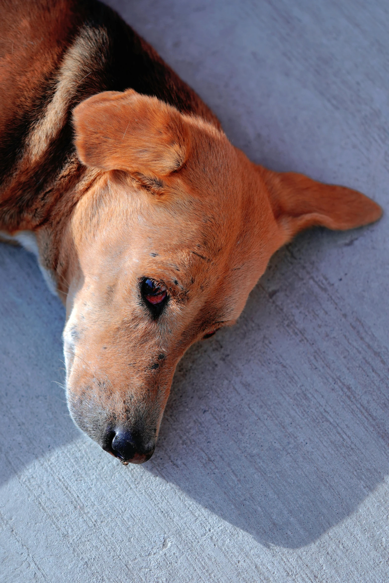 the head of a dog with black and brown spots is resting on the floor