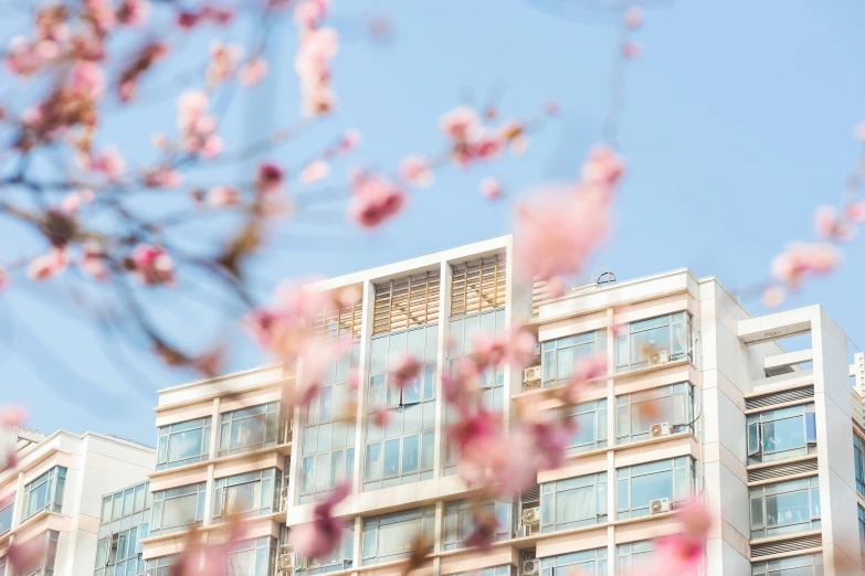 the front of a building with many windows, trees in bloom