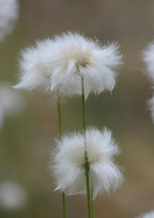 several dandelion flower with long, fuzzy white flowers