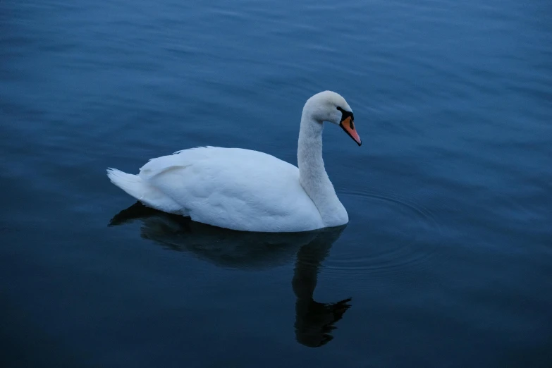 a large white swan floating on top of water