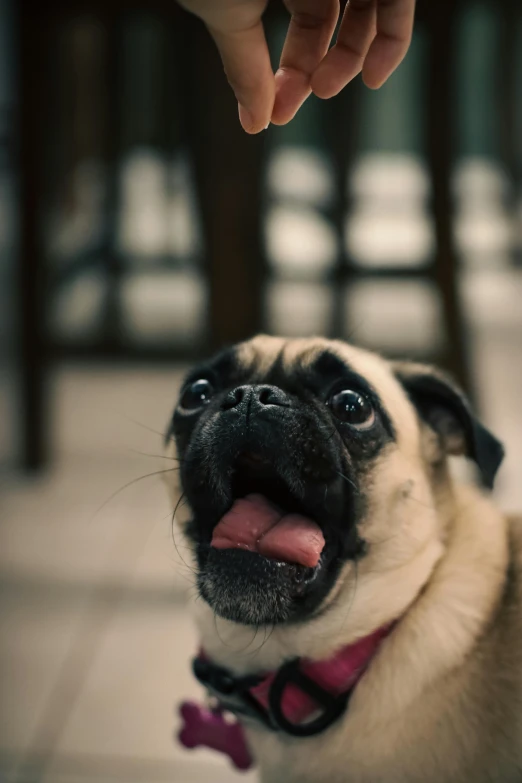 a dog looks up at a person while he is petting it