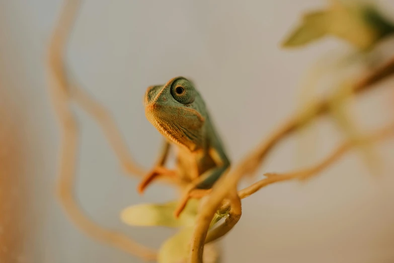 a small green gecko on a thin nch