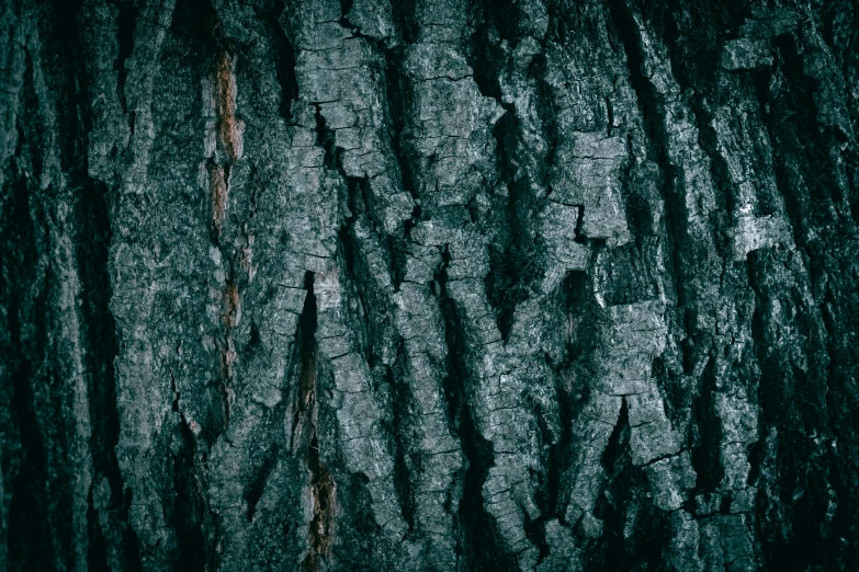 an old and mossy tree is covered with moss