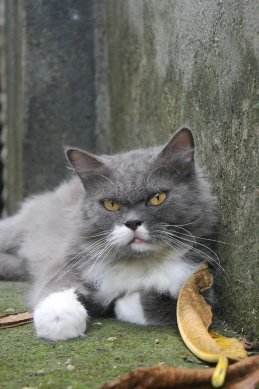 a cat with a banana in its mouth near a tree