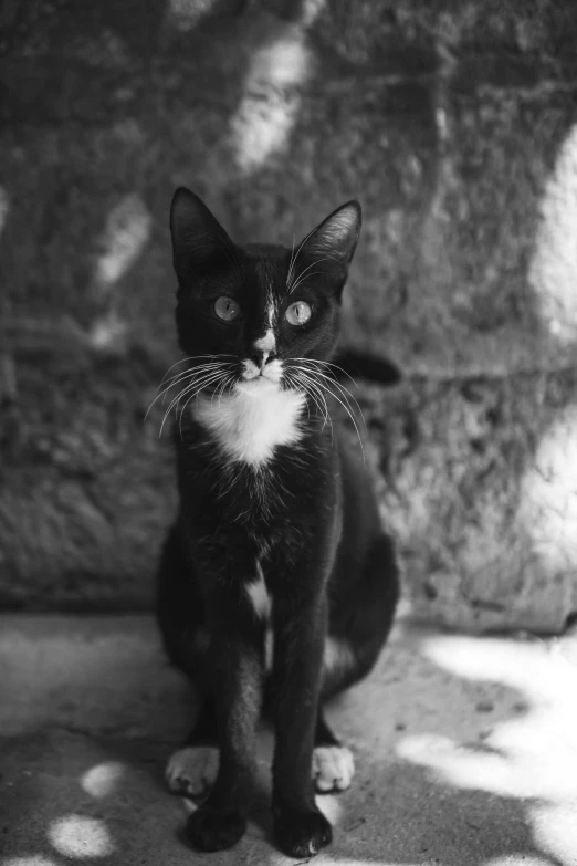 a black and white cat sitting next to a wall