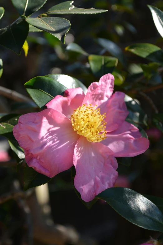 there is a large flower blooming on the tree