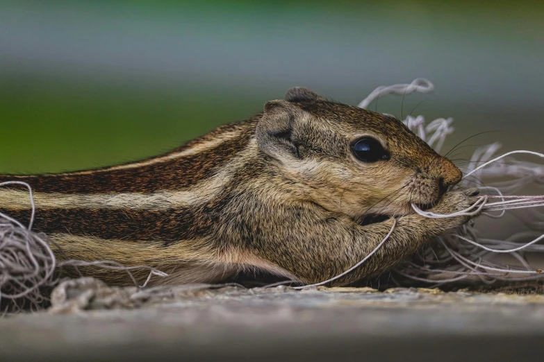 a small chipie squirrel chewing on some grass