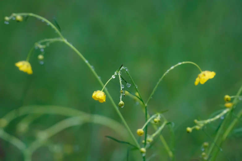 the water drops on the yellow flowers are dew