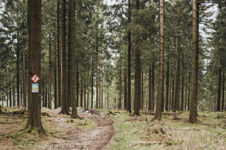 the trail splits into several trees in a forest