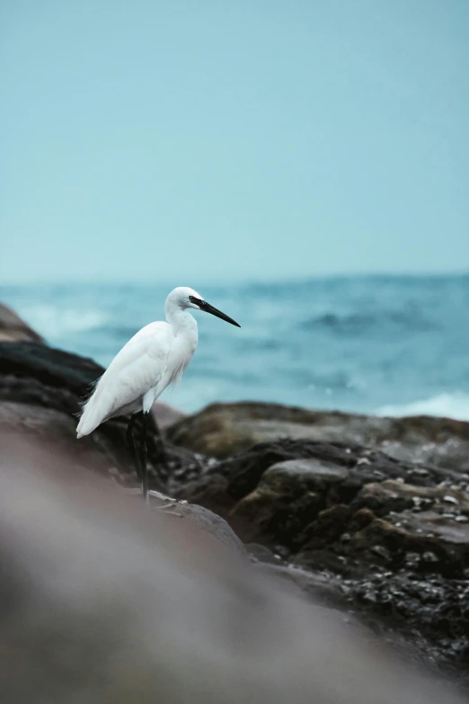 a white bird standing on some rocks near the ocean