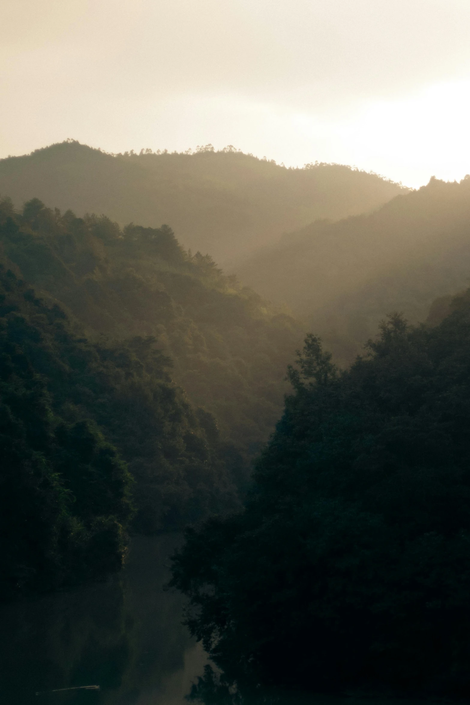 the view of a large wooded area and mountains