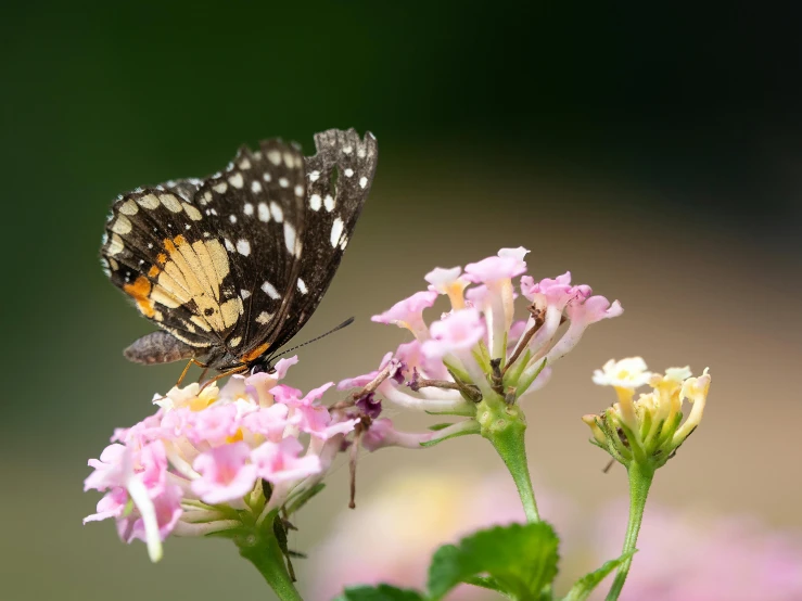 the brown erfly is on top of the pink flower