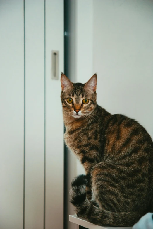 a cat looking straight ahead sitting on top of a book shelf