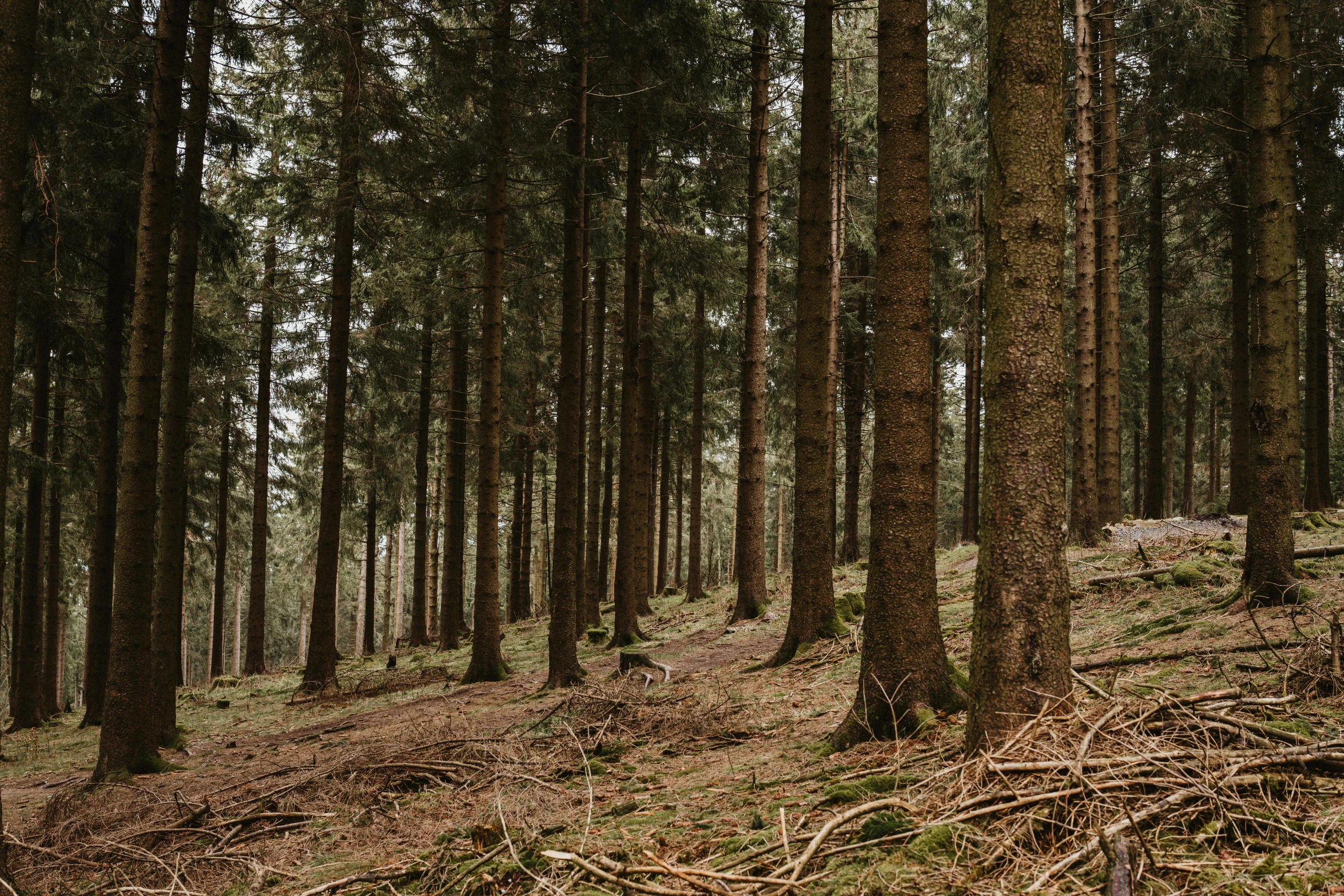 a couple of tall trees with no leaves