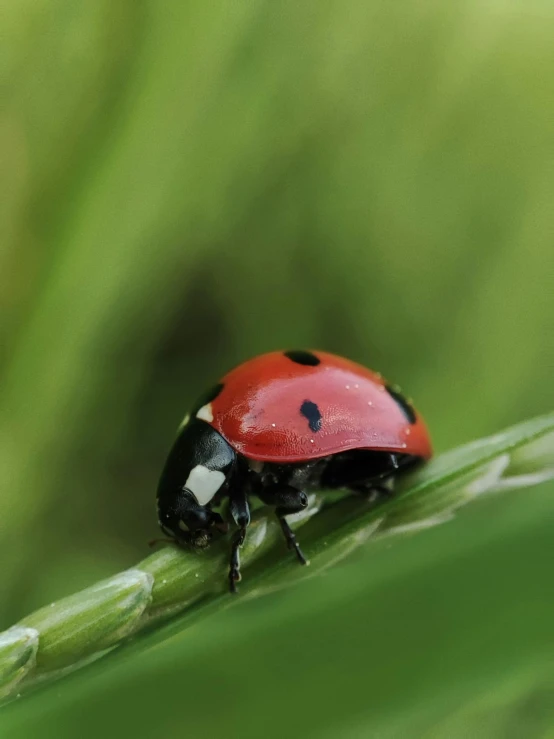 there is a red ladybug standing on a long green stem