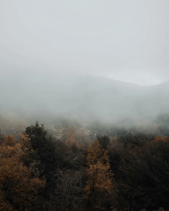 some trees bushes and fog in the background