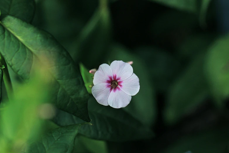 a purple and pink flower in between some leaves