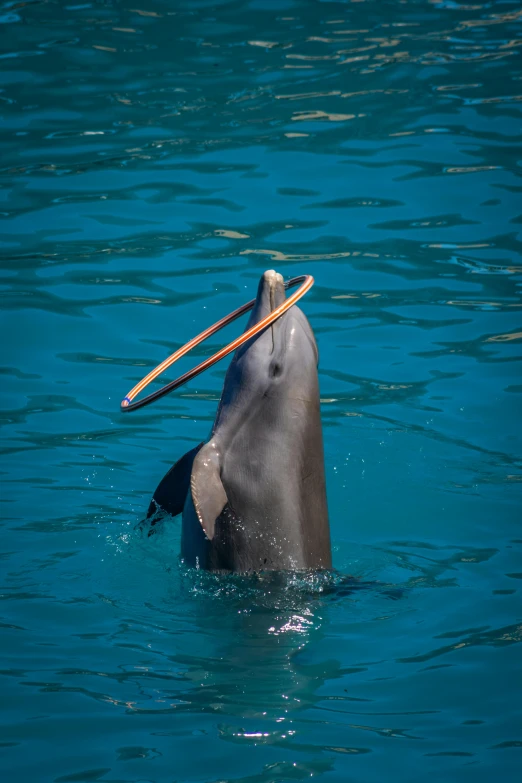 a large dolphin with a stick in it's mouth