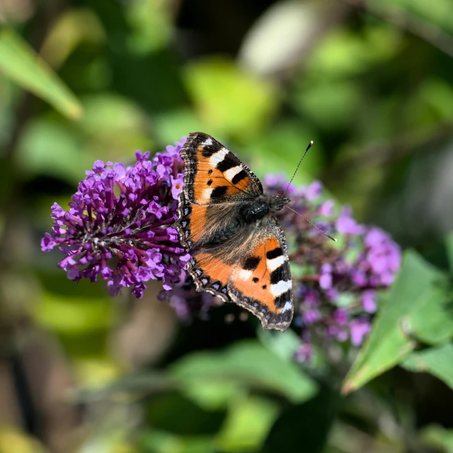 small orange erfly sitting on a purple flower