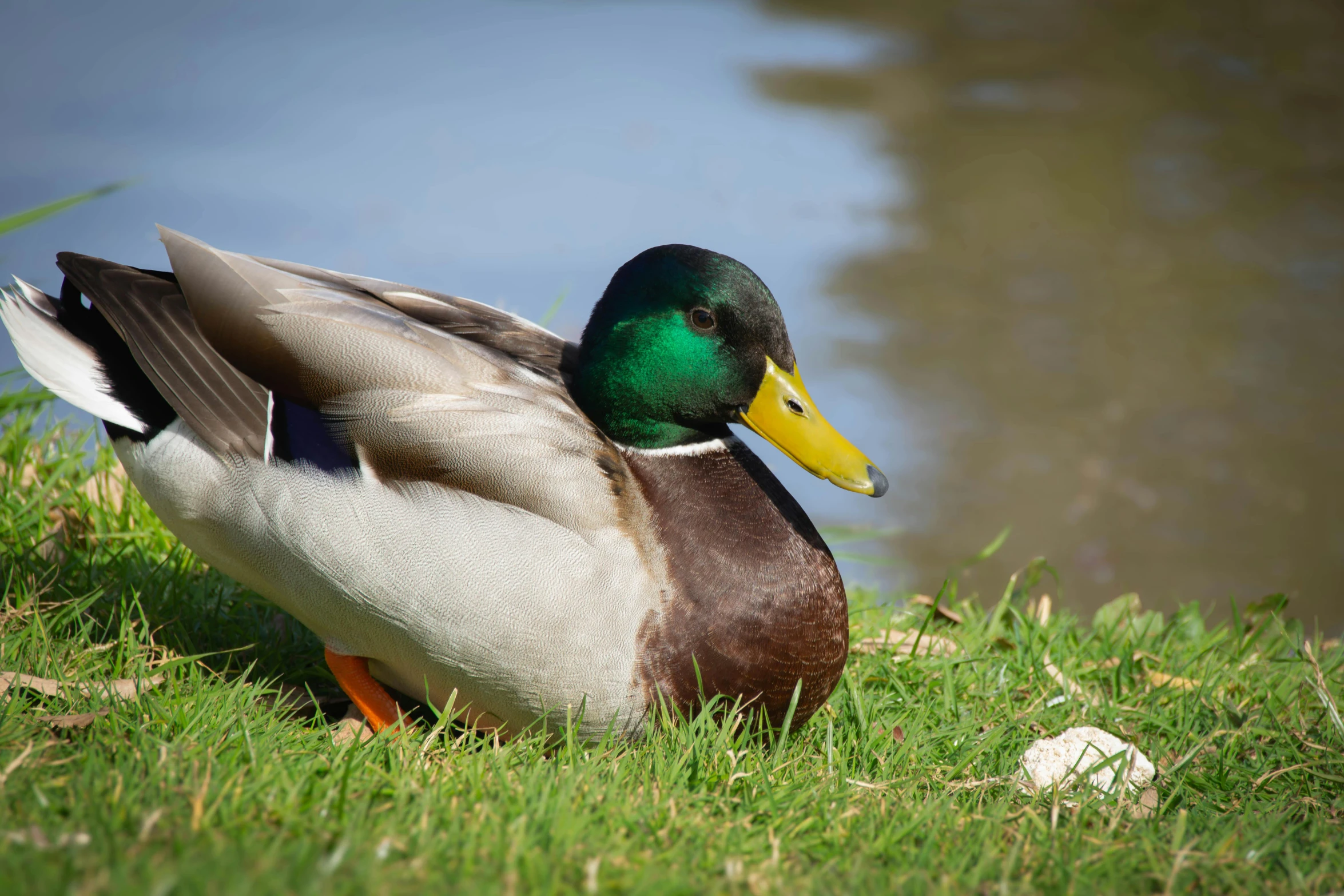 a single duck in the grass near a body of water