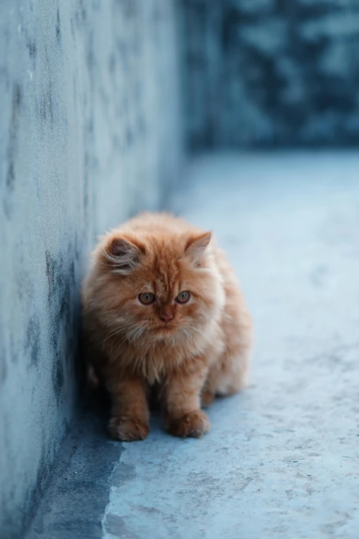 a very cute orange cat by the wall