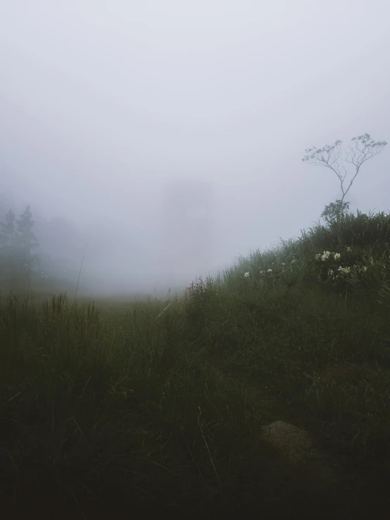 a hillside with fog in the distance