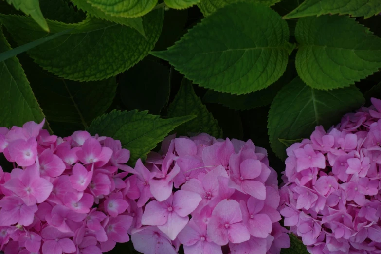 two pink flowers with green leaves surround them