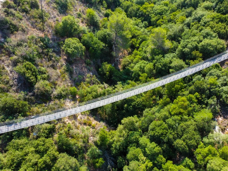 people on a bridge in the middle of a forest