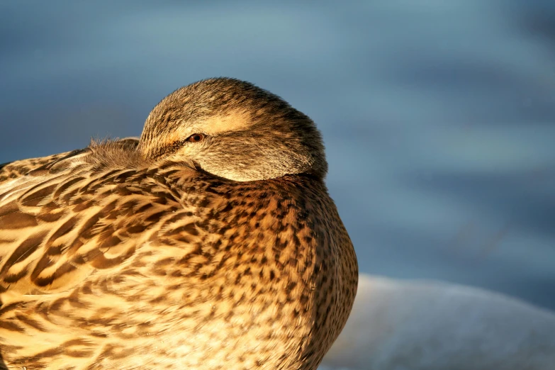 a bird with a duckle on it's head is sitting on a ledge