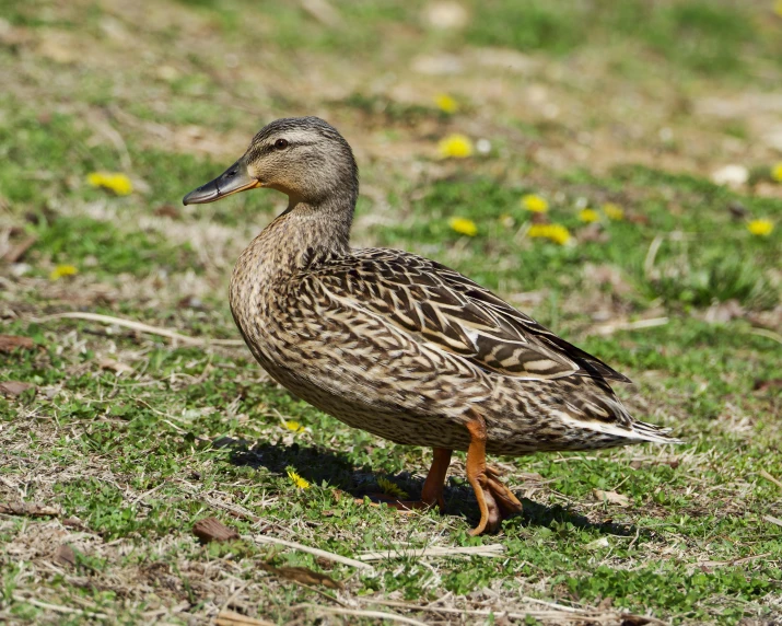 a single duck is standing on the grass