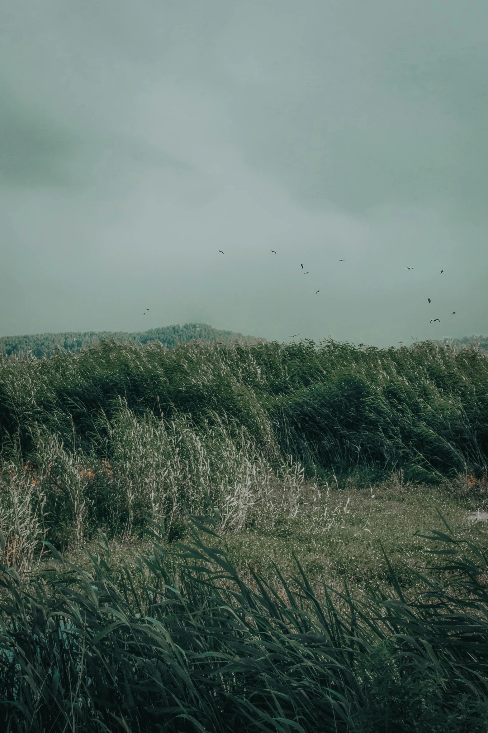 a large grassy field on the side of a hill