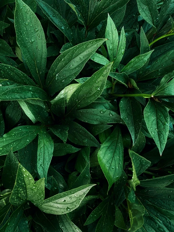 closeup of a green bush with several leaves