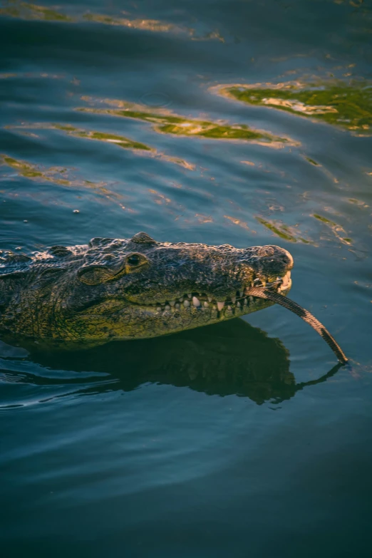 the remains of a sea turtle swimming in the ocean