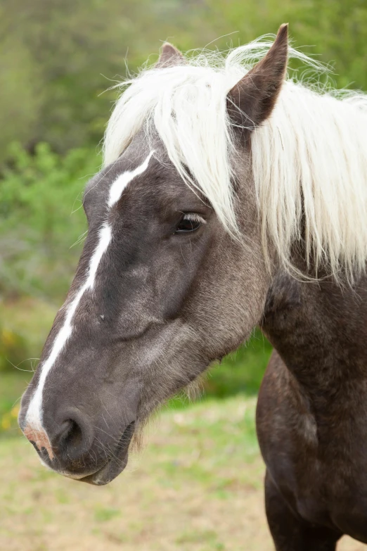 a brown horse with a white stripe down its face