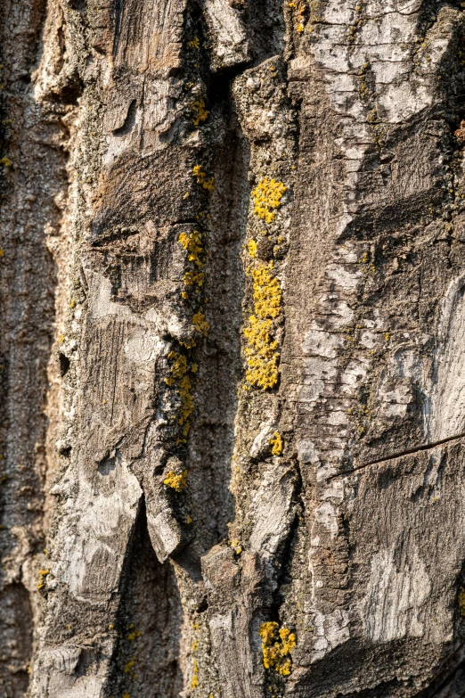 a bird perched on the side of an ancient, cliff