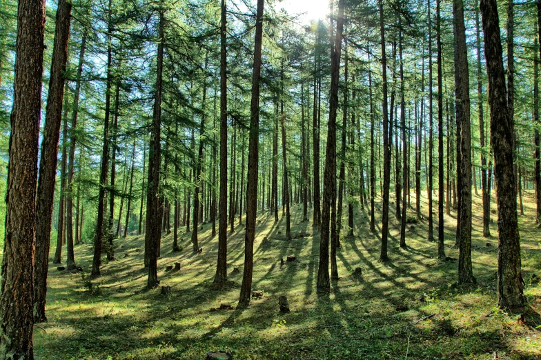 there are trees in the woods with long shadows