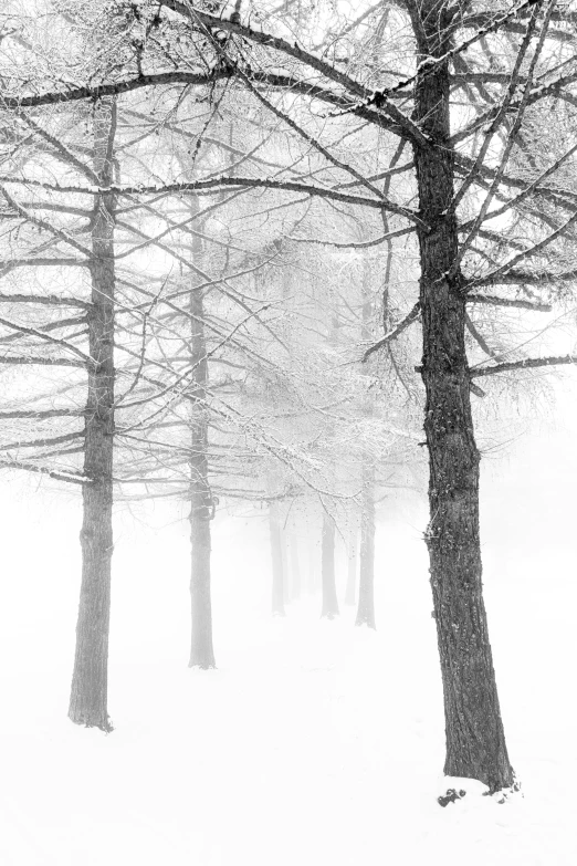 trees on the snow covered ground and trees