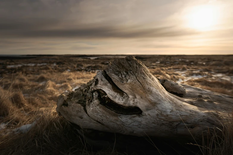 the face of an old tree in an open field