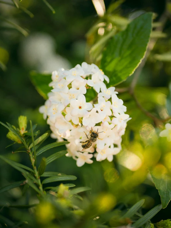 a white flower that is in a tree