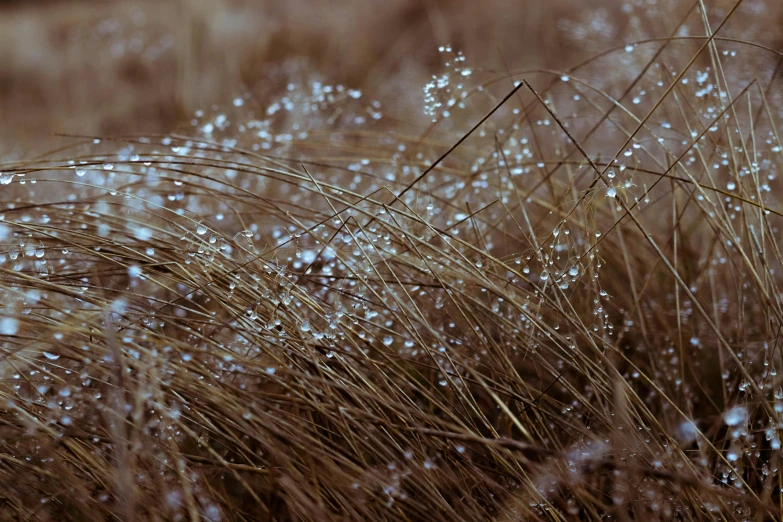 a very tall grass with lots of water on it