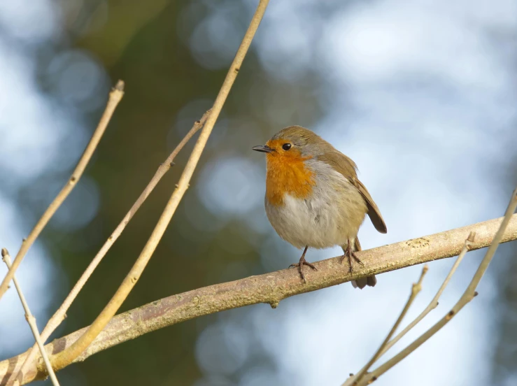 a small bird sitting on a thin nch