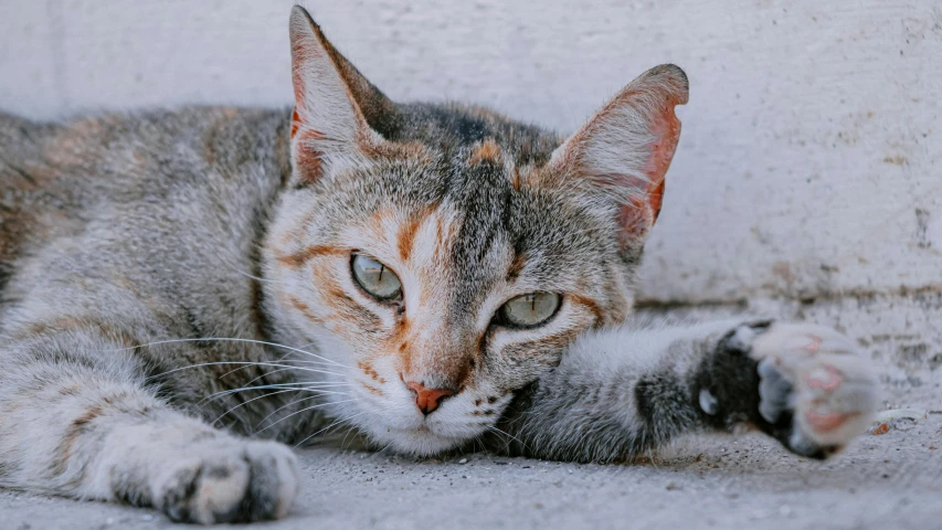 a cat resting its paw on top of the floor