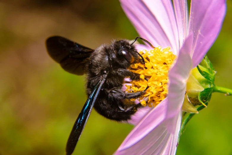 a bum is hanging on a flower and has yellow center