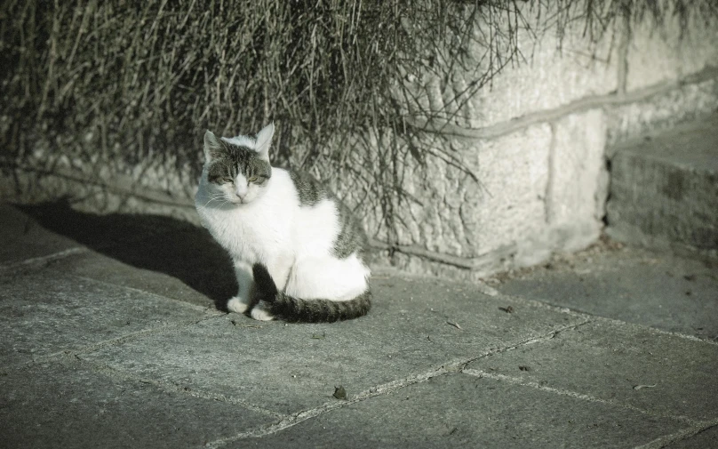 the cat is sitting by a stone wall