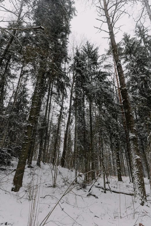 a snow covered forest filled with tall trees