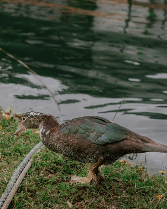 a bird standing on the edge of a pond