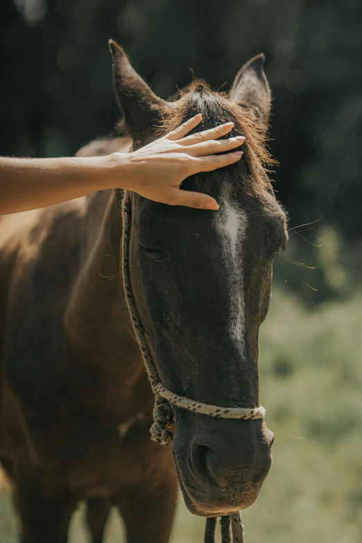 a person reaches out towards a horse to touch it