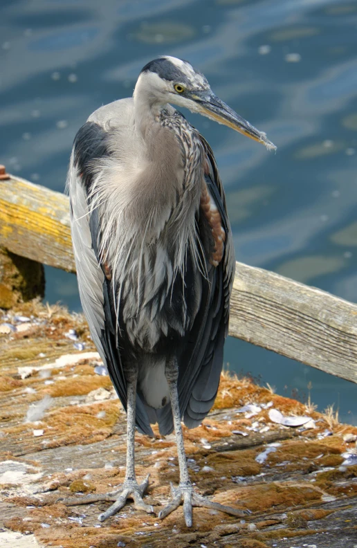 a bird that is standing on the pier near the water