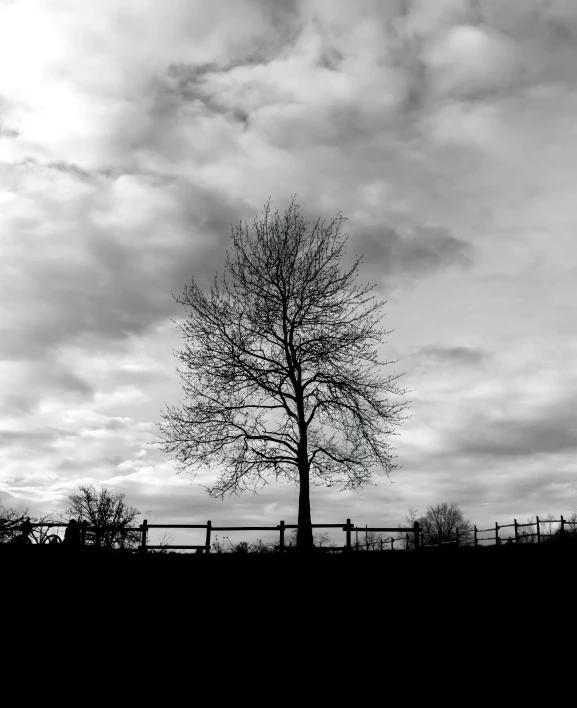 a lone tree in an open field on cloudy day